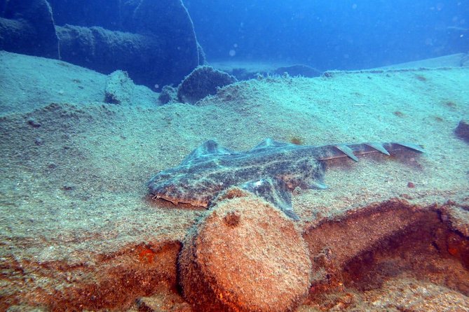 2 Dive Package for PADI Qualified Divers in Gran Canaria - Reef or wreck, what the site choice means