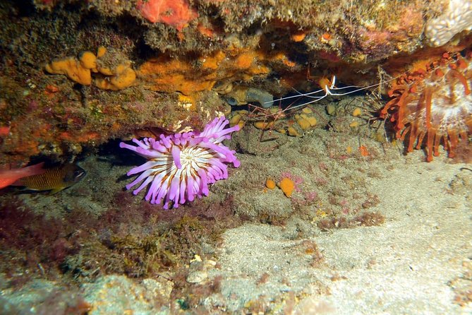 2 Dive Package for PADI Qualified Divers in Gran Canaria - Why the small group matters underwater
