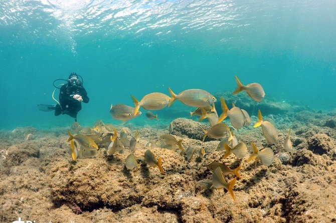2 Dive Package for Qualified Divers in Gran Canaria - Two Gran Canaria sessions, not a single rushed swim