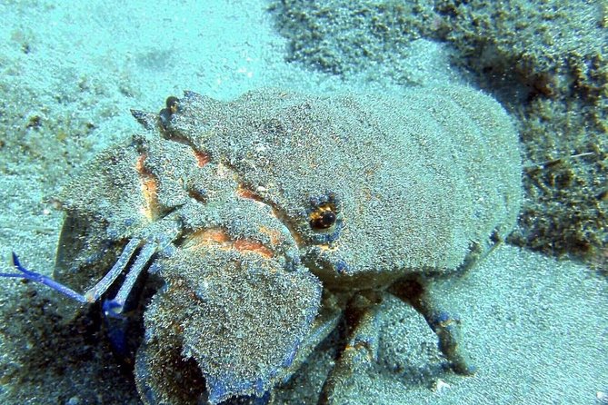2 Dive Package for Qualified Divers in Gran Canaria - Why the small group limit matters underwater