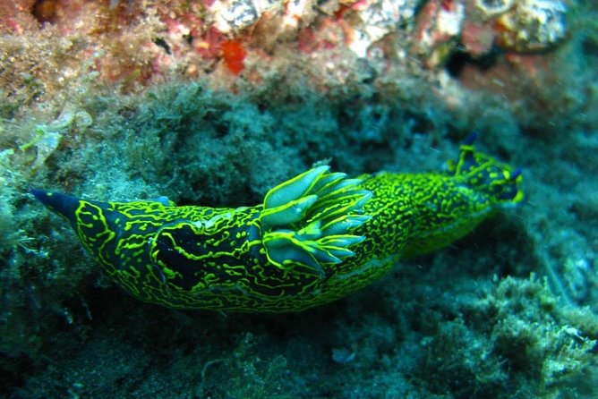2 Dive Package for Qualified Divers in Gran Canaria - What the CRESSI equipment means for you