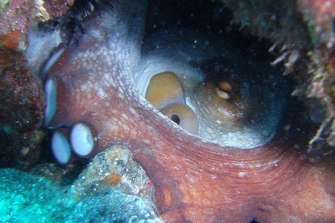 2 Dive Package for Qualified Divers in Gran Canaria - The surface interval is part of the experience