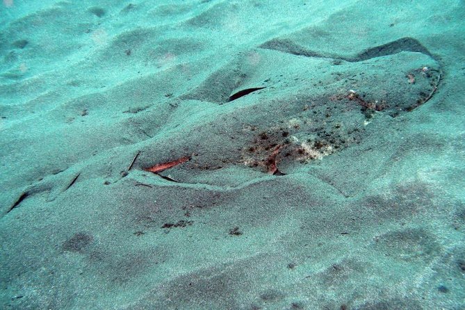 2 Dive Package for Qualified Divers in Gran Canaria - Marine life at Tufia and the role of conditions
