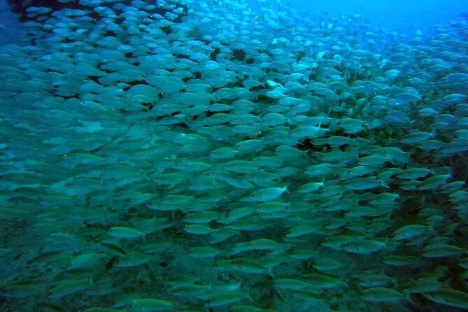 2-Hour Afternoon Snorkeling Experience in Gran Canaria by Boat - The Main Drawbacks to Weigh