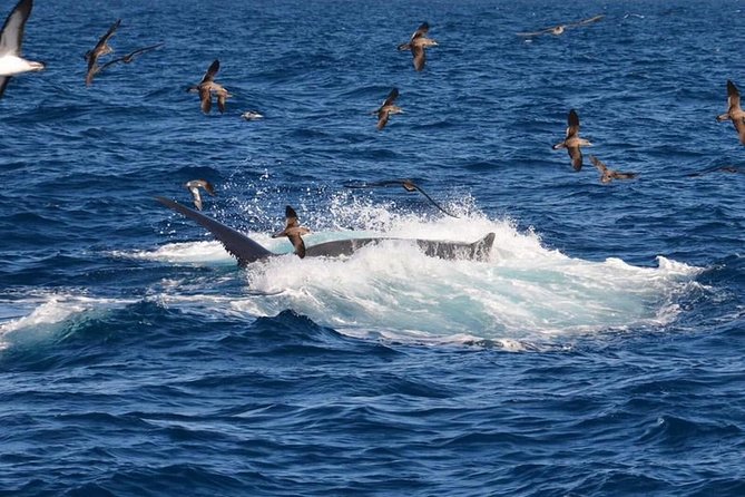 2-Hour Dolphin and Whale Watching in Gran Canaria - Finding your best place on the boat