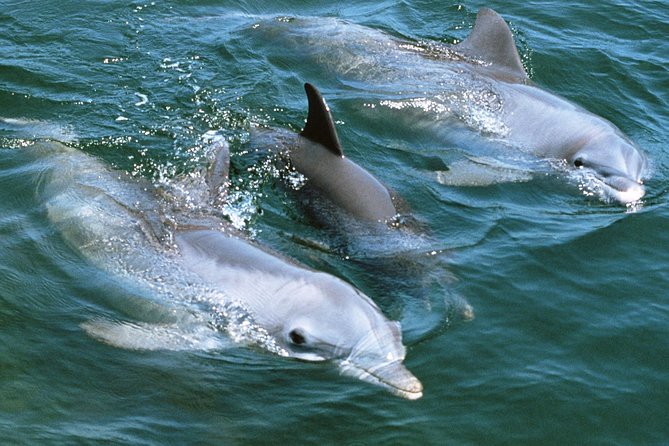 2-Hour Dolphin and Whale Watching in Gran Canaria - How the crew shapes the experience