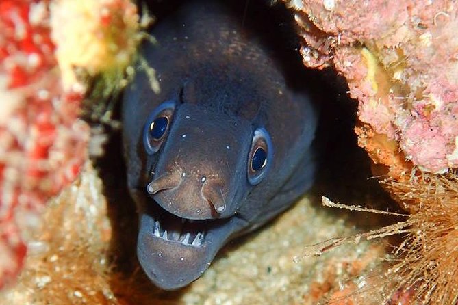 6 Diving Sites Scuba Diving Package in Gran Canaria - Why six sessions make sense in Gran Canaria