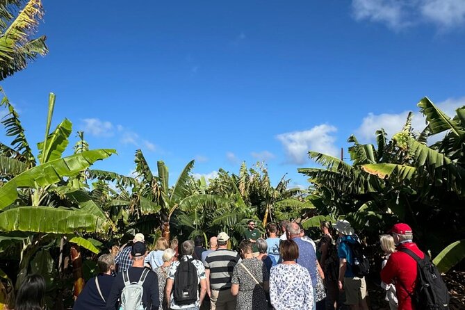 Banana Museum, Rum Distillery & Winery with Tasting: Premium tour - Wine, coffee, and the Los Berrazales visit