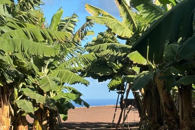 Banana Museum, Rum Distillery & Winery with Tasting: Premium tour - Transport, timing, and the pickup catch