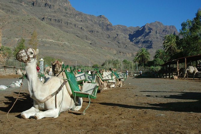 Camel Ride in Fataga with Tapas and drinks - What the four-hour outing really includes