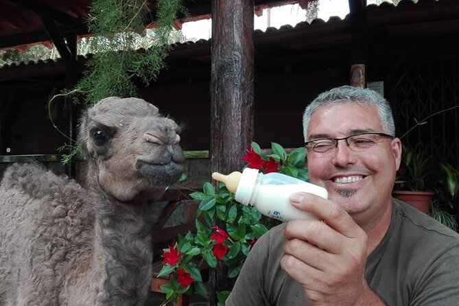 Camel Ride in Fataga with Tapas and drinks - La Baranda’s tropical garden and animal area