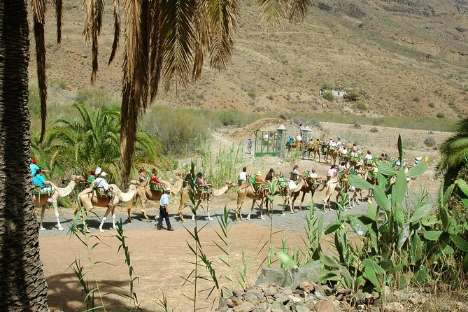 Camel Ride in Fataga with Tapas and drinks - Canarian tapas in a farm museum
