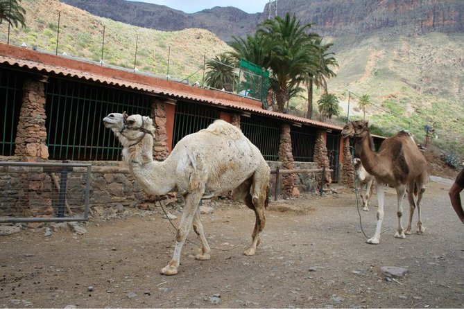 Camel Ride in Fataga with Tapas and drinks - Is $57.67 a fair price?