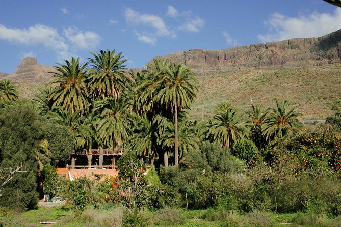 Camel Ride in Fataga with Tapas and drinks - Getting there from Maspalomas and beyond