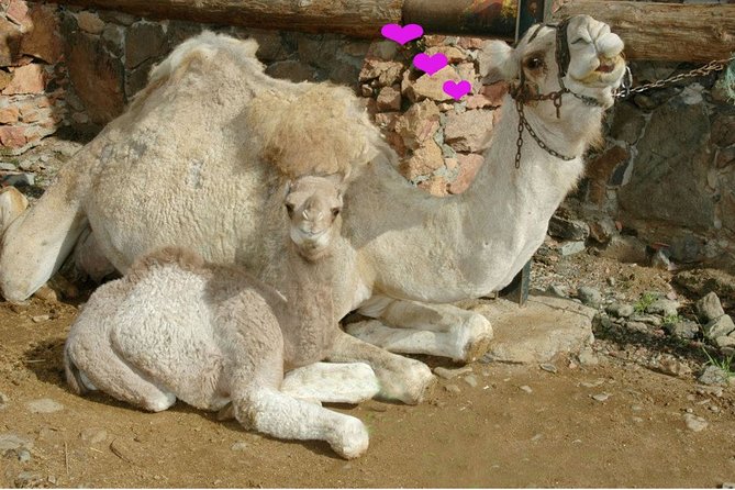 Camel Ride in Fataga with Tapas and drinks - Who will enjoy this outing most?