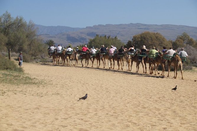 Camel Riding in Maspalomas Dunes - A slow ride into the Maspalomas Dunes