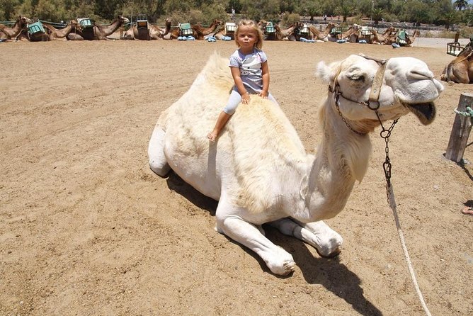 Camel Riding in Maspalomas Dunes - What the guides add to the experience