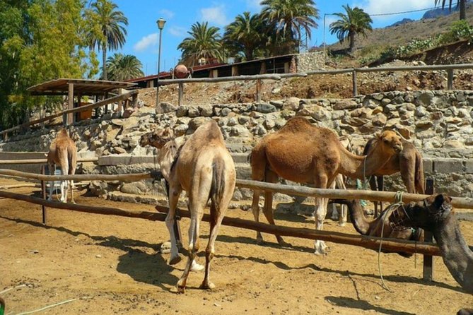 Camel Safari through the Dunes of Maspalomas - Animal welfare: the question to consider