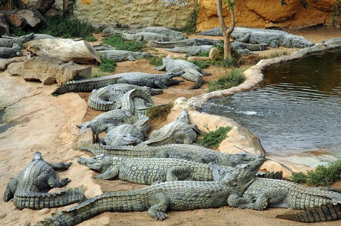 Cocodrilo Park Zoo Admission Ticket in Agüimes - Key Points Before You Book