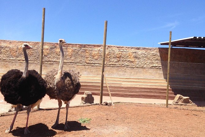Cocodrilo Park Zoo Admission Ticket in Agüimes - Timing a Four to Six Hour Visit