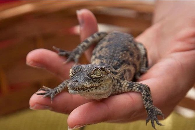 Cocodrilo Park Zoo Admission Ticket in Agüimes - Is the $11.49 Admission Good Value?