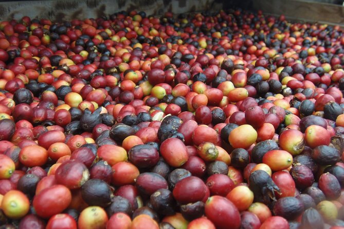 Coffee & Wine: North Route of Gran Canaria Tour - Why this north route is worth your time