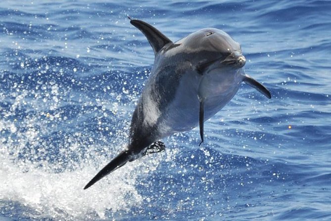 Dolphin and Whale Cruise in Puerto Rico, Gran Canaria - Setting out from Puerto Rico at 10:30 or 1:30