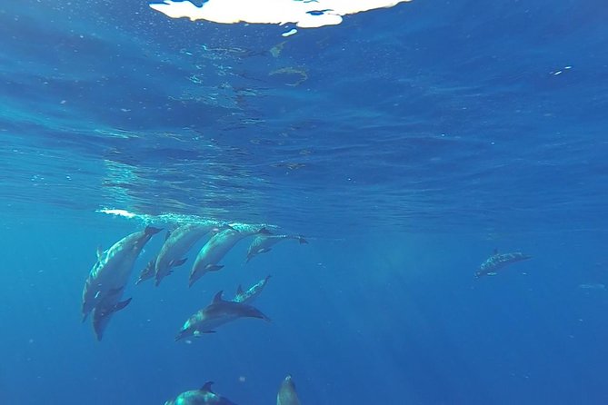 Dolphin and Whale Cruise in Puerto Rico, Gran Canaria - The Spirit of the Sea and its glass-bottom view