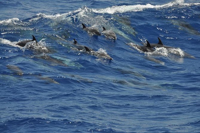 Dolphin and Whale Cruise in Puerto Rico, Gran Canaria - The serious issue of choppy Atlantic water
