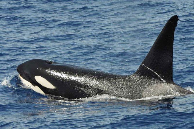 Dolphin and Whale Cruise in Puerto Rico, Gran Canaria - Booking, weather, and cancellation details
