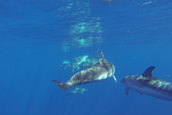 Dolphin and Whale Cruise in Puerto Rico, Gran Canaria - Searching the southwest coast for dolphins and whales