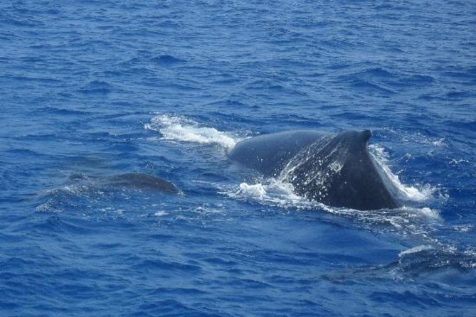 Dolphin and Whales watching cruise from Puerto Rico de Gran Canaria - The swimming option and its tradeoff