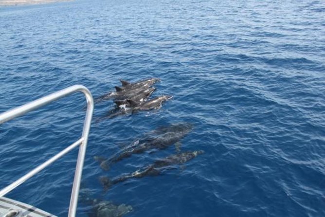 Dolphin and Whales watching cruise from Puerto Rico de Gran Canaria - The real issue: seasickness