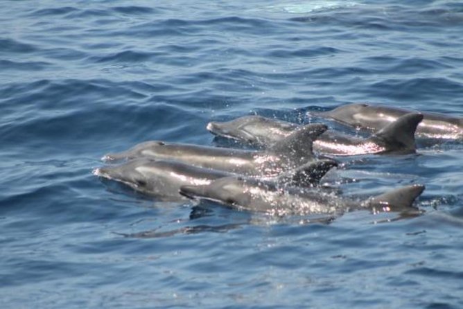 Dolphin and Whales watching cruise from Puerto Rico de Gran Canaria - What happens if you see nothing?