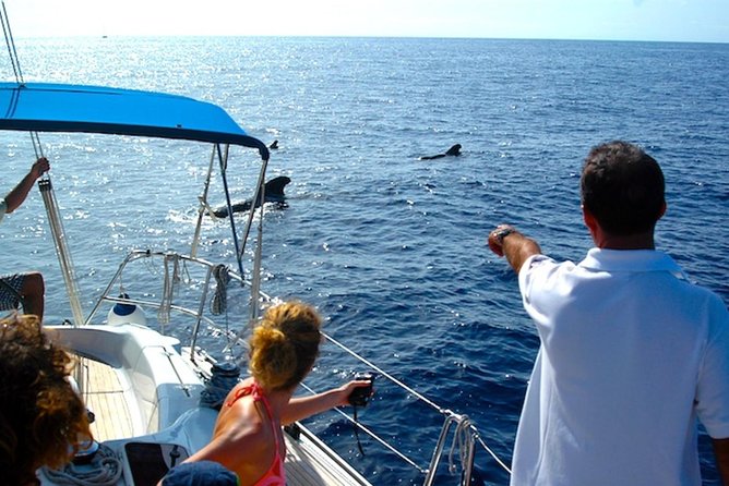Dolphin and Whales watching cruise from Puerto Rico de Gran Canaria - Transport, timing, and what to bring
