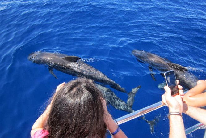 Dolphin and Whales watching cruise from Puerto Rico de Gran Canaria - Two ways to watch from Spirit of the Sea