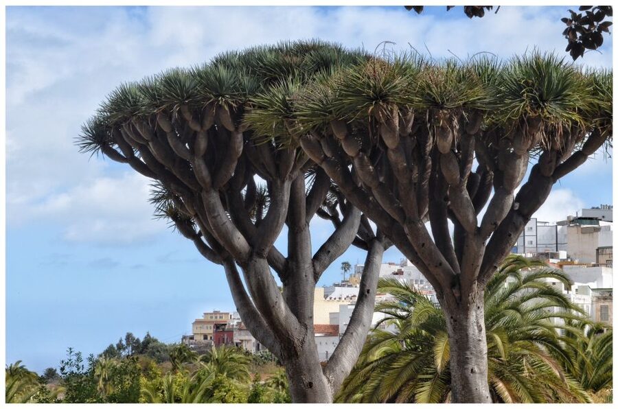 From Las Palmas: Full-Day Tour of the North - Why northern Gran Canaria deserves a full day
