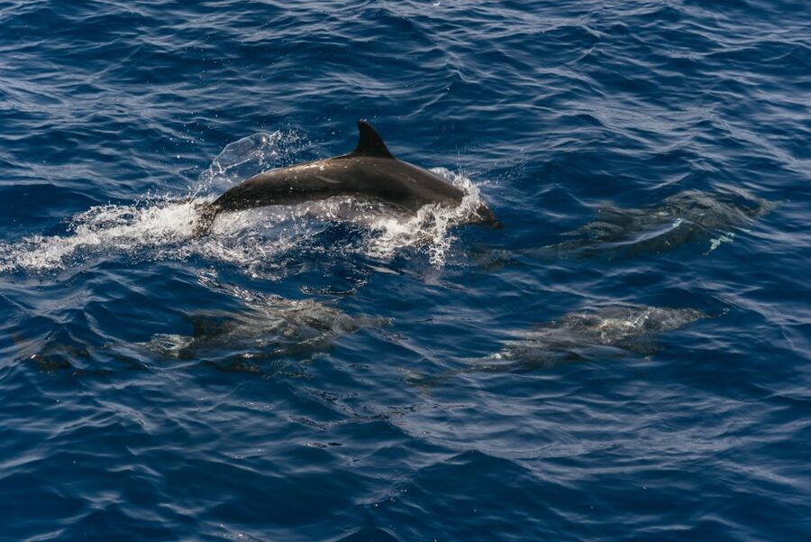 From Puerto Rico de Gran Canaria: Dolphin Watching Cruise - Setting out from Puerto Rico de Gran Canaria