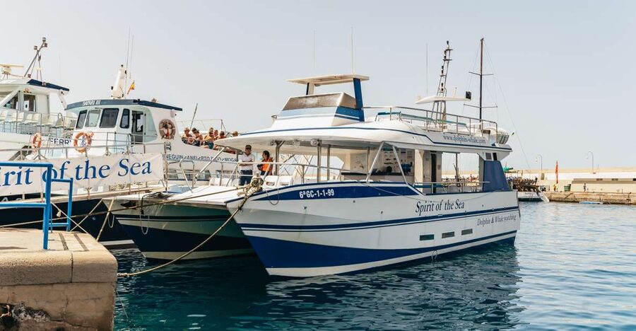 From Puerto Rico de Gran Canaria: Dolphin Watching Cruise - Dolphins, whales, turtles, and the value of patience