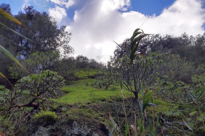 Full day Hiking and Waterfalls Experience - Why Gran Canaria’s wet side changes the whole hike
