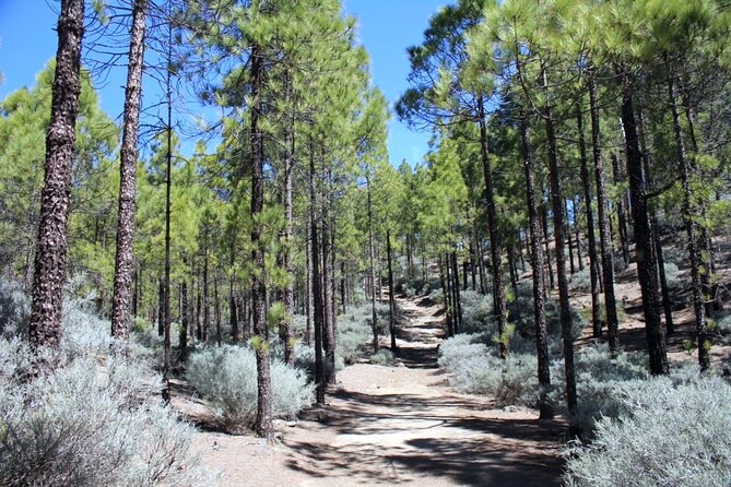 Full day Hiking Gran Canaria Peaks of Gran Canaria - Why the central mountains are worth your day