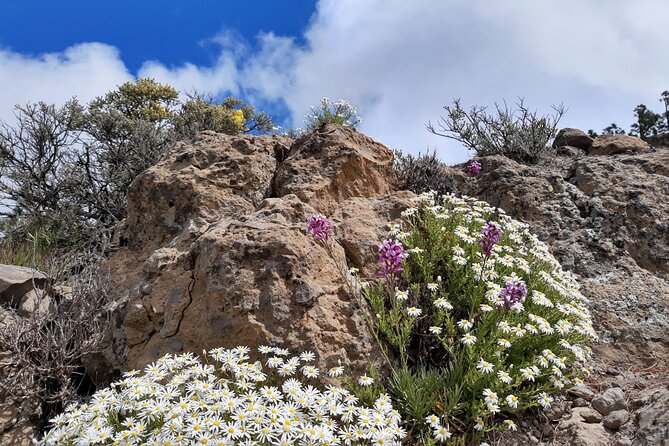 Full day Hiking Gran Canaria Peaks of Gran Canaria - Lunch in a local village