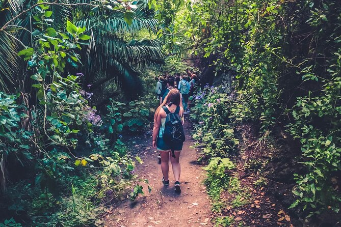Full Day Rainforest Tour with Tasting and Swimming Time ツ - Quick take: what makes this day worth considering