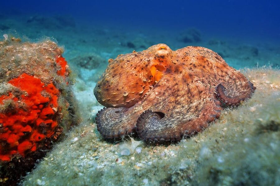 Gran Canaria: 3-Day Open Water Diver Course - Day two: more practice and the theory exam