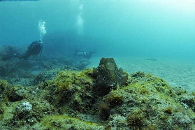 Gran Canaria 3 days / 6 dives in Various Locations - Key points for your three mornings underwater