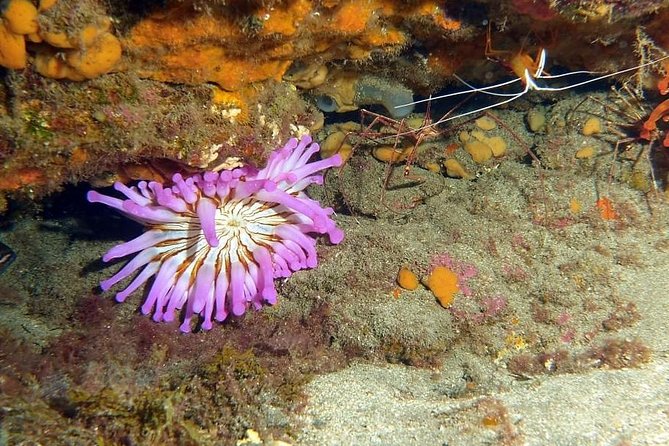 Gran Canaria 3 days / 6 dives in Various Locations - Equipment, safety, and certification limits