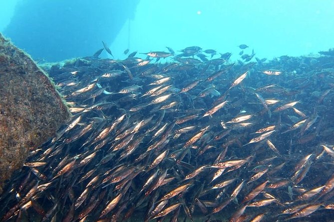Gran Canaria 3 days / 6 dives in Various Locations - What the $320.17 price really covers