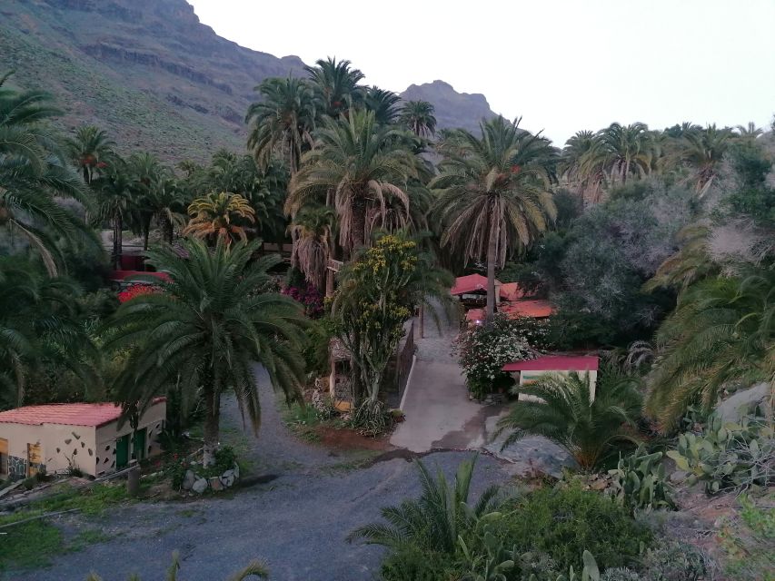 Gran Canaria: Camel Ride at Camel Safari Park - Riding Through Maspalomas’ Oasis of the 1,000 Palms