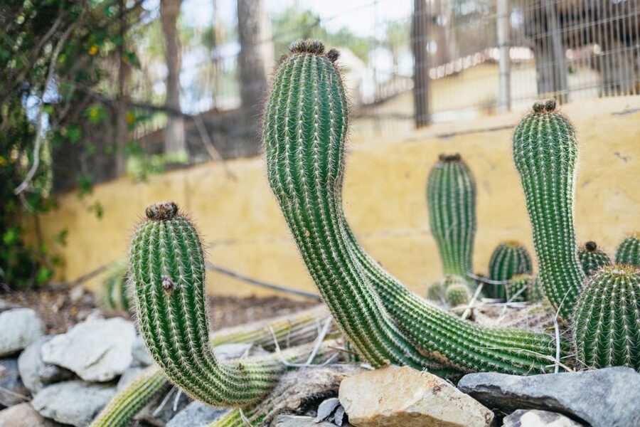 Gran Canaria: Camel Ride Safari w/ Optional Food & Transport - A closer look at the farm and tropical gardens