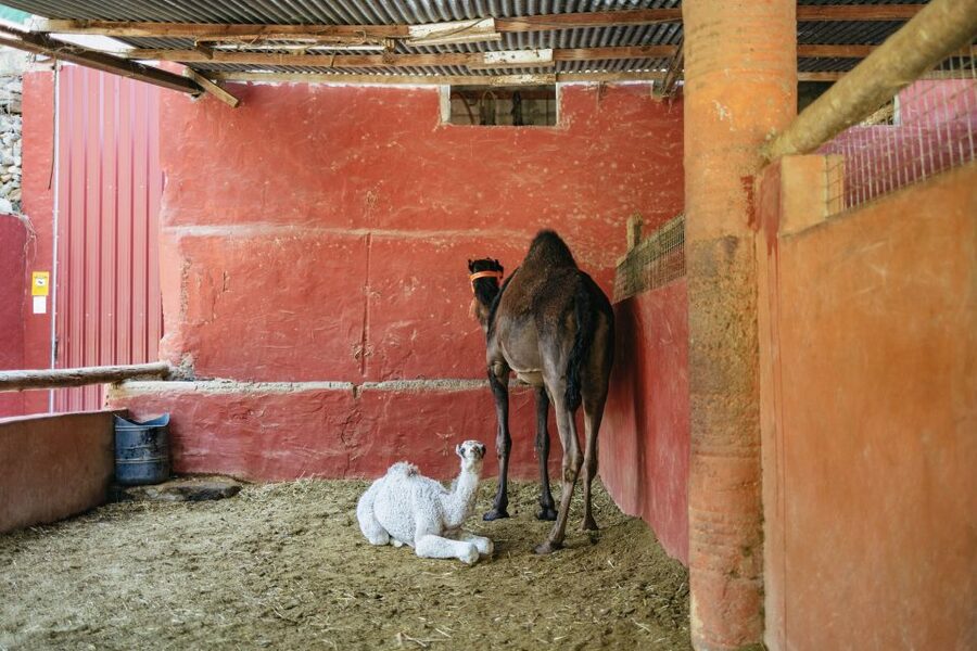 Gran Canaria: Camel Ride Safari w/ Optional Food & Transport - Adding the tapas meal at La Baranda